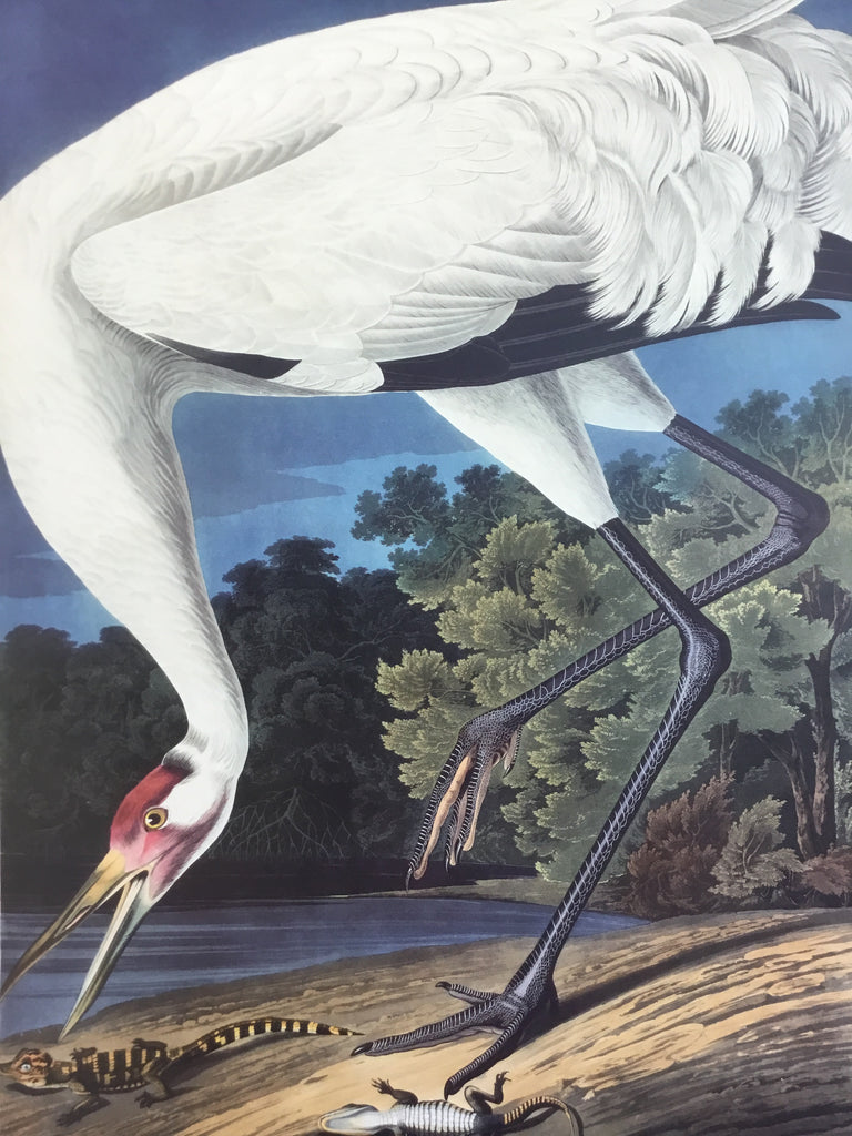 Hooping Crane, 17 1/2 x 26 inches