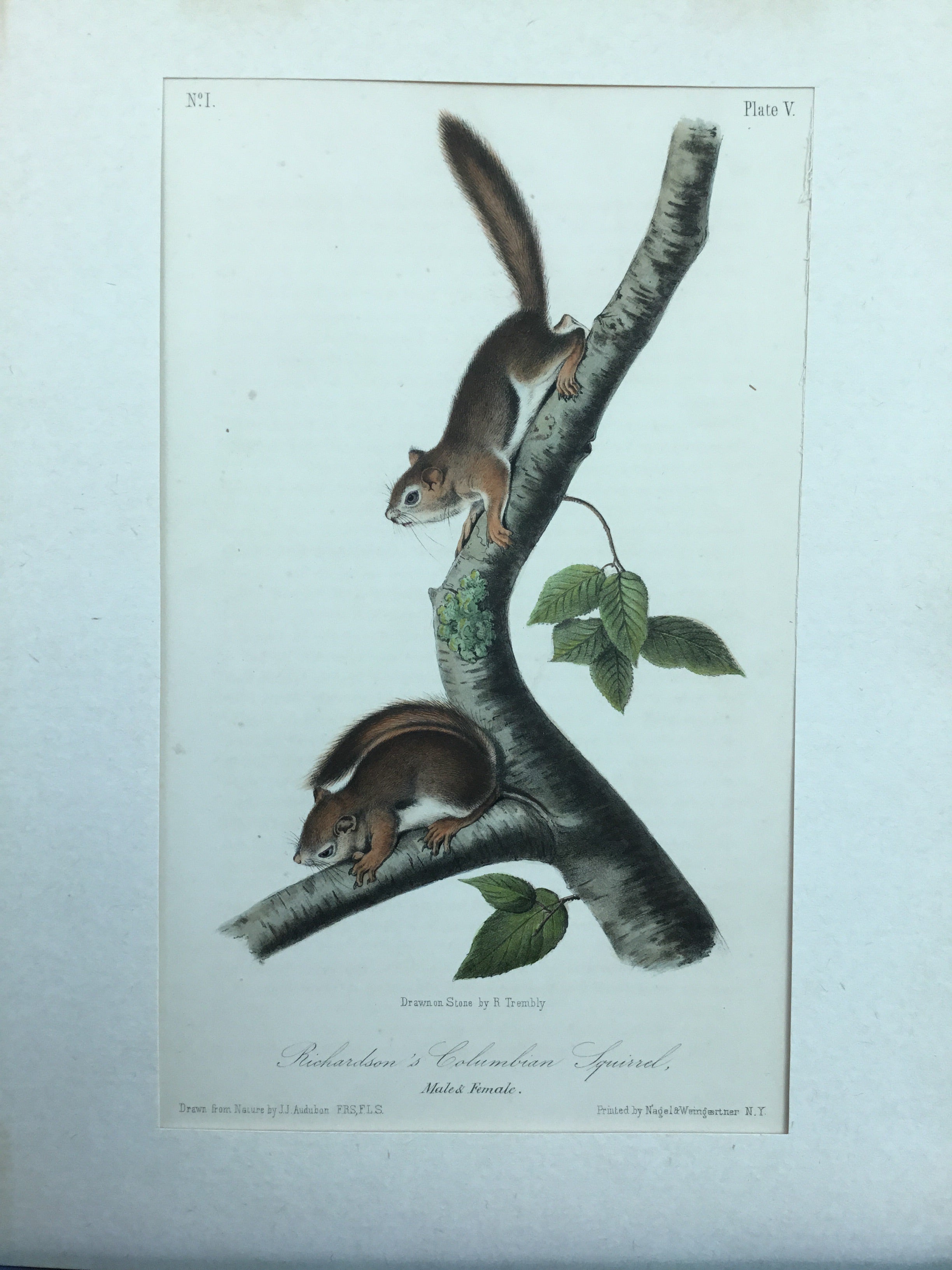 Audubon Quadrapeds Octavo Plate deals V Richardson's Columbian Squirrel