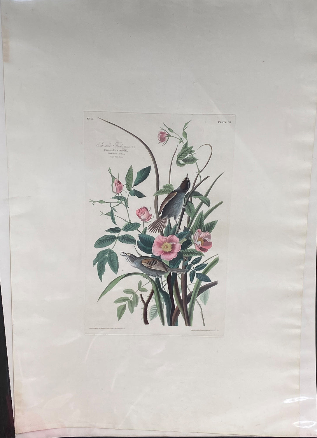 Original Audubon Havell Sea Side Finch, plate 93