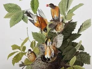 Audubon fine art is a reduced format. Archival paper and inks. These spectacular giclee prints measure about 19 1/2 x 28 inches. Bookmark this gallery as we are adding new images from our original films.