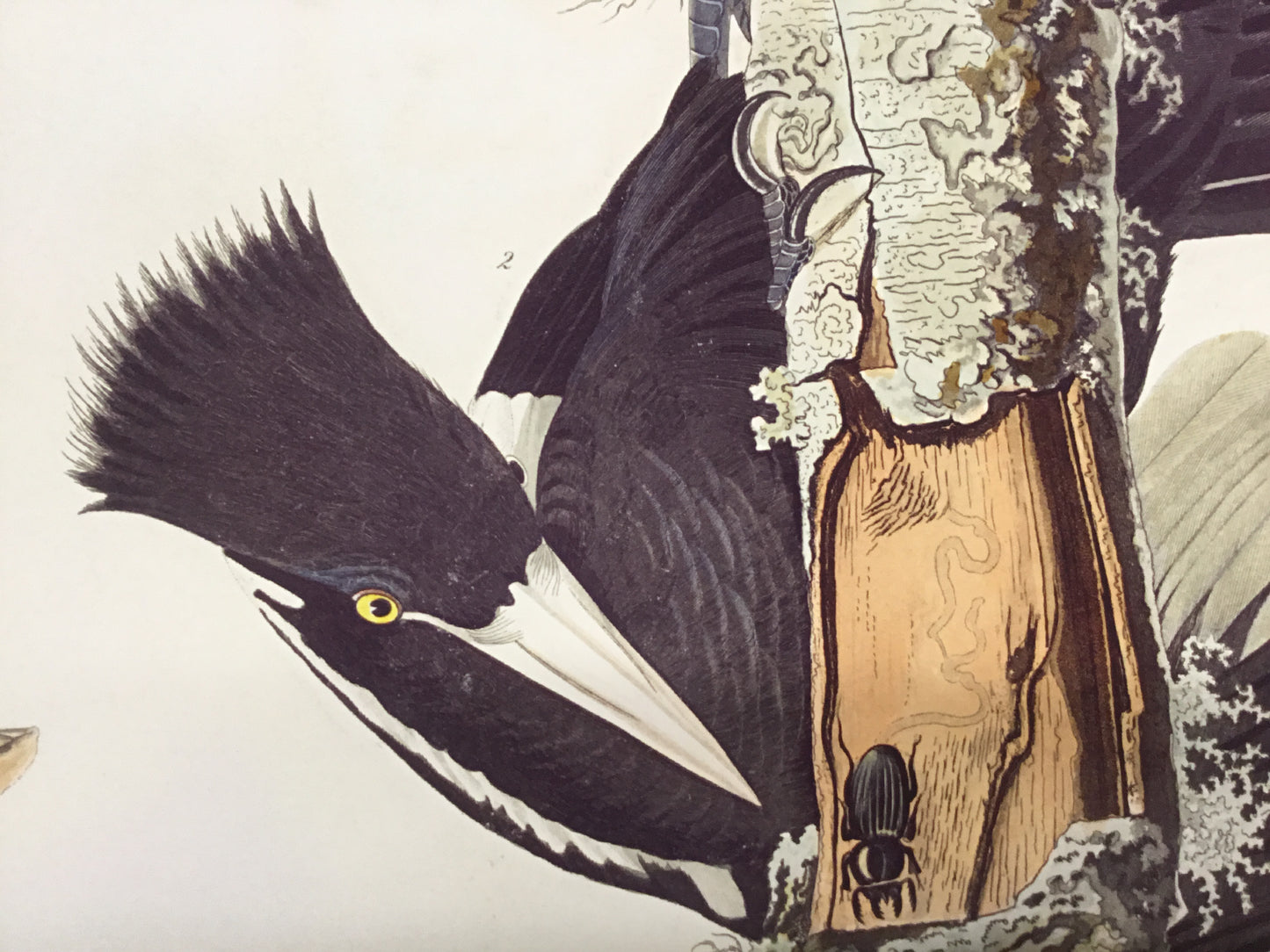 Original Audubon Havell Ivory-billed Woodpecker. PrincetonAudubonPrints.com