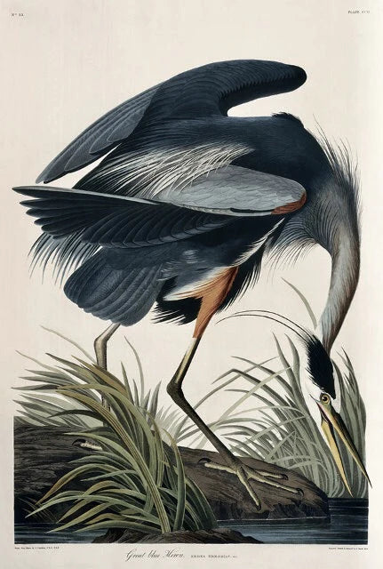Four Audubon Essex Prints for the price of one