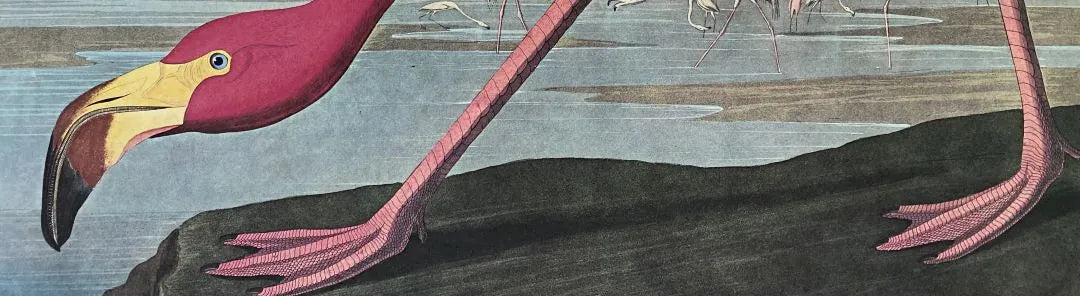 Detail of John James Audubon's print of the American Flamingo