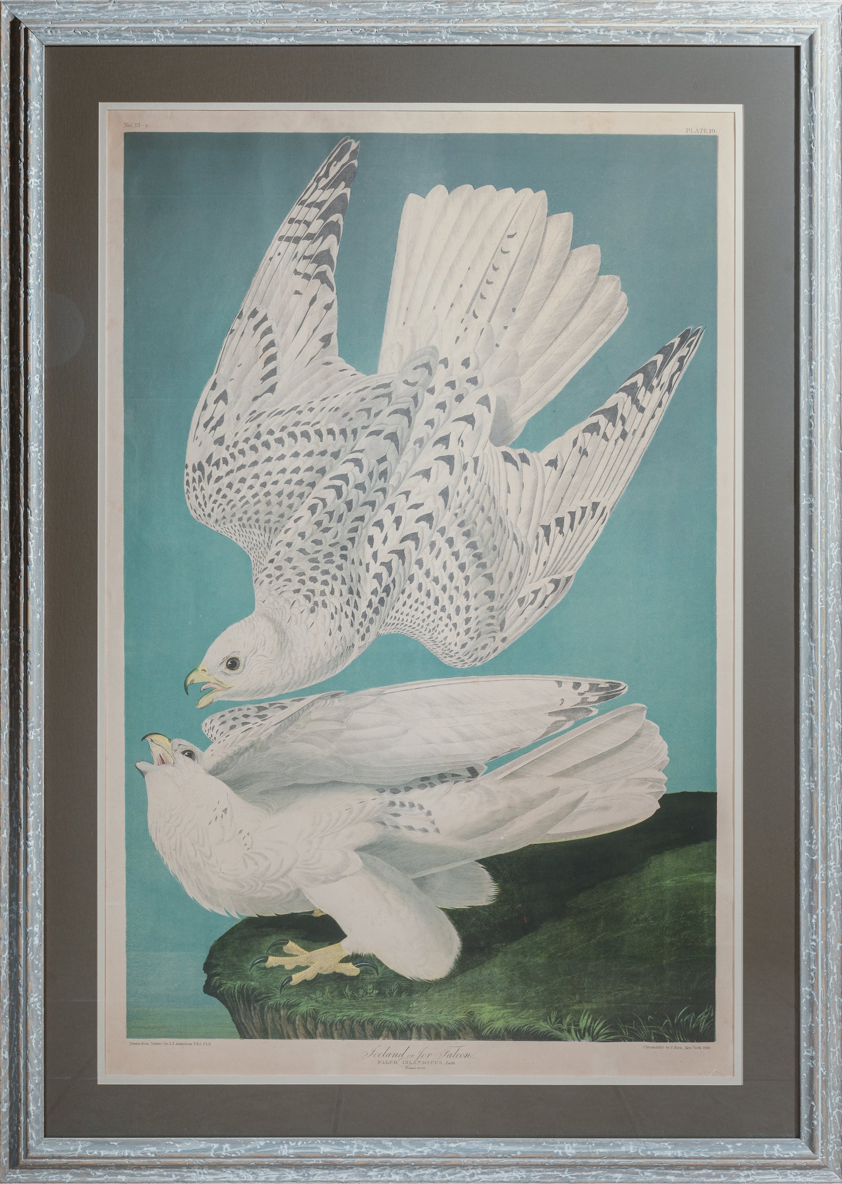Collections – Princeton Audubon Prints
