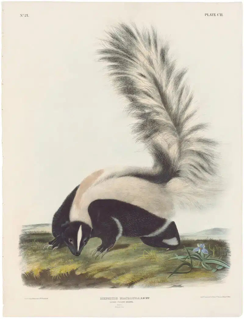 
                  
                    Original Imperial Large-tailed Skunk, plate 102, framed
                  
                