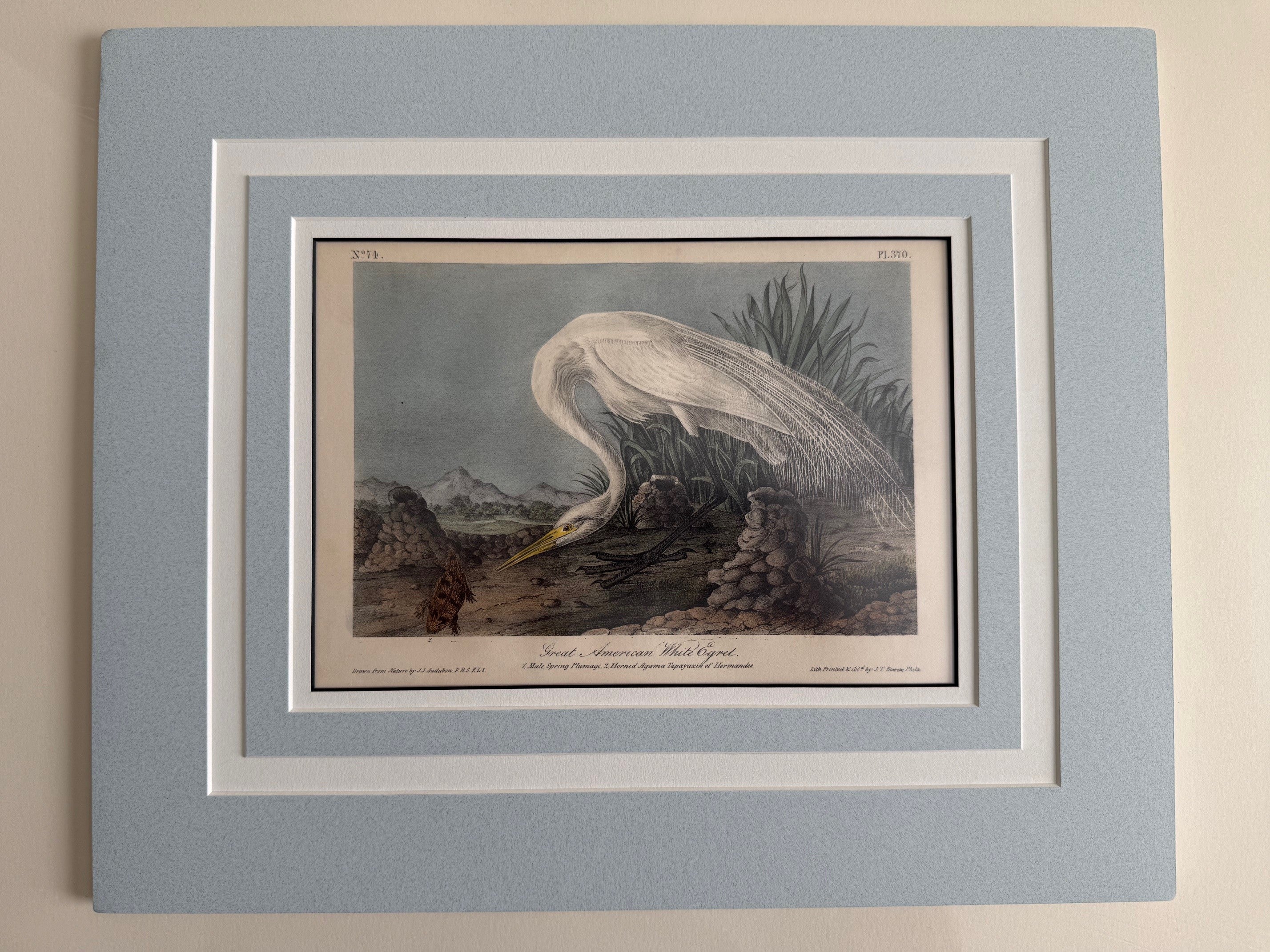 Gallery 3 - Original Octavo Birds – Princeton Audubon Prints