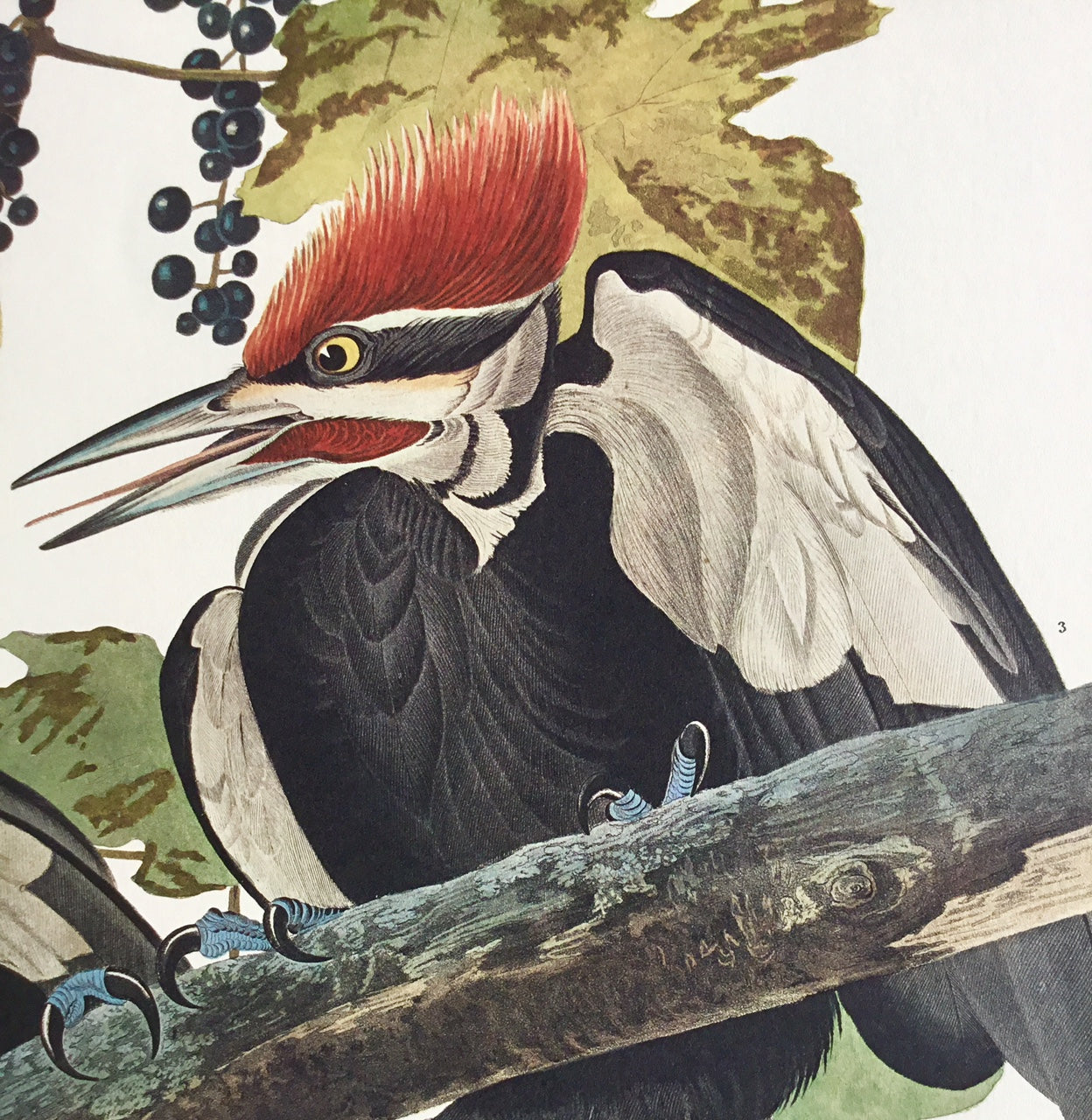 C1960's deals Vintage Audubon Print Pileated Woodpecker, Picus Pileatus. Bird of America. 17