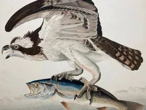 Detail of Osprey Audubon print