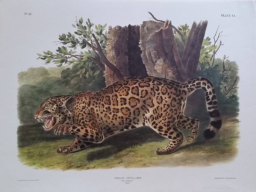 Audubon Imperial Quadrupeds of North America. Audubon print of the Jaguar.