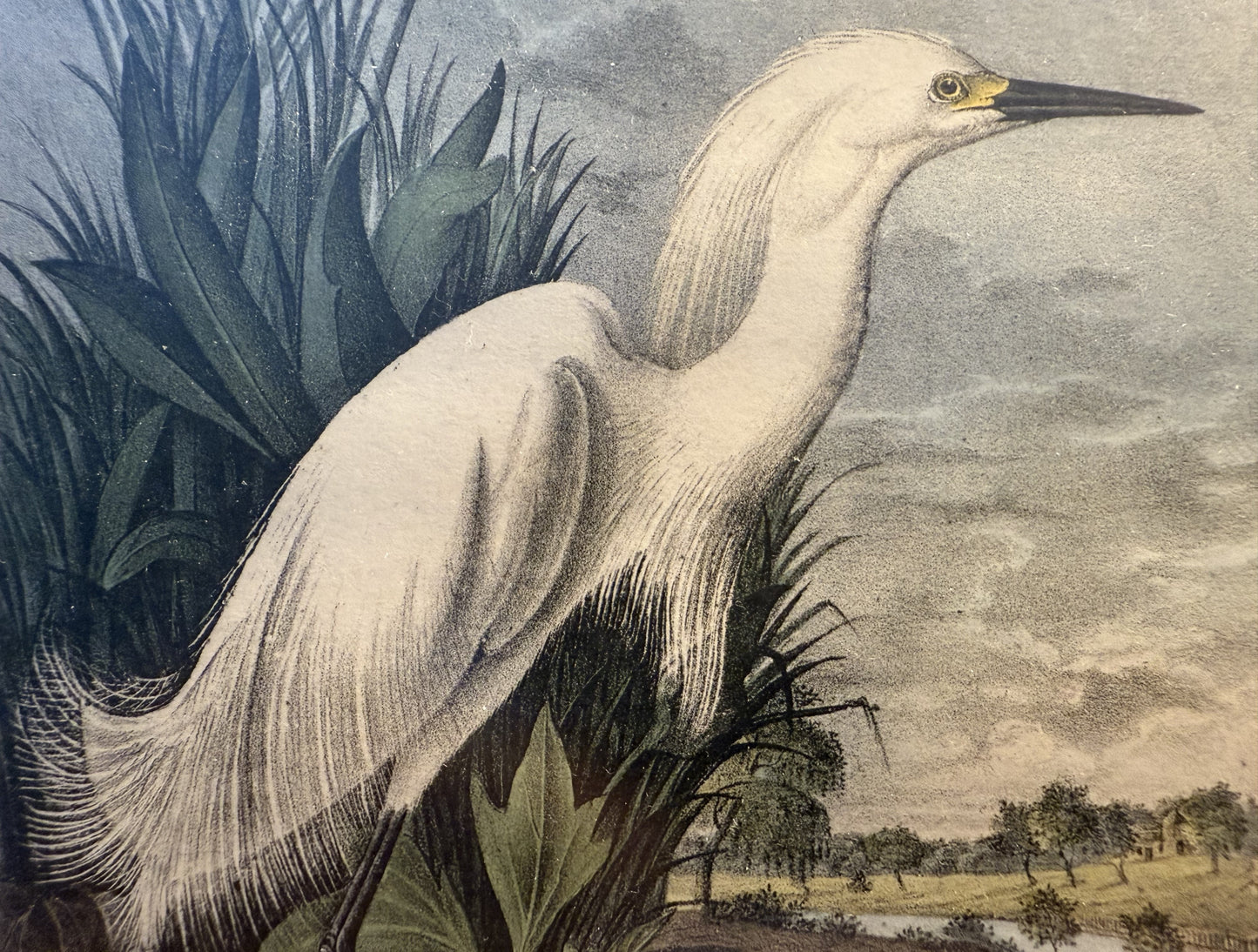 One of John James Audubon's best prints - the Snowy Egret or Snowy Heron. Archivally pre-matted in designer colors.