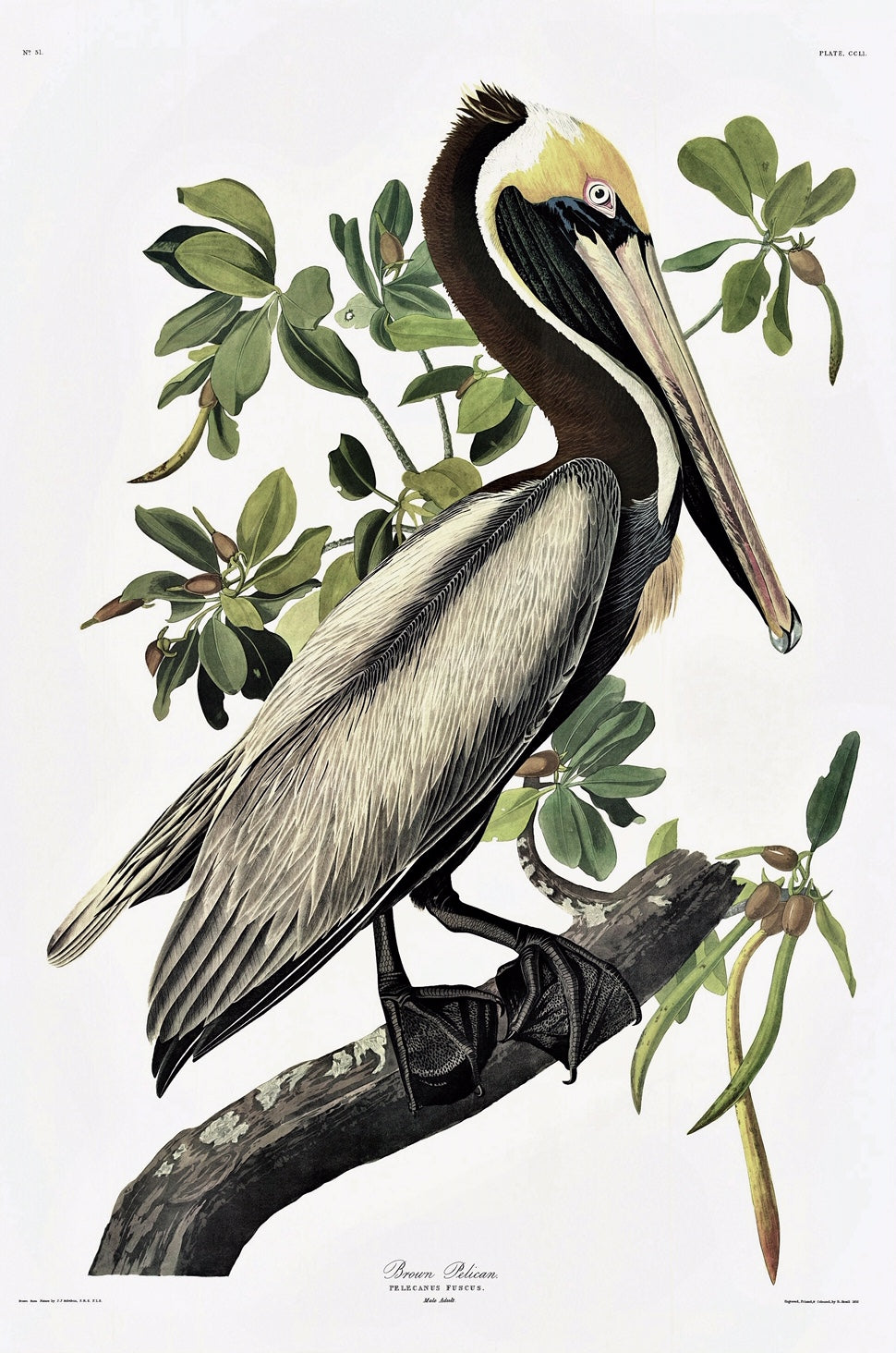 
                  
                    The Birds of America by John James Audubon. Audubon print of the Brown Pelican.
                  
                