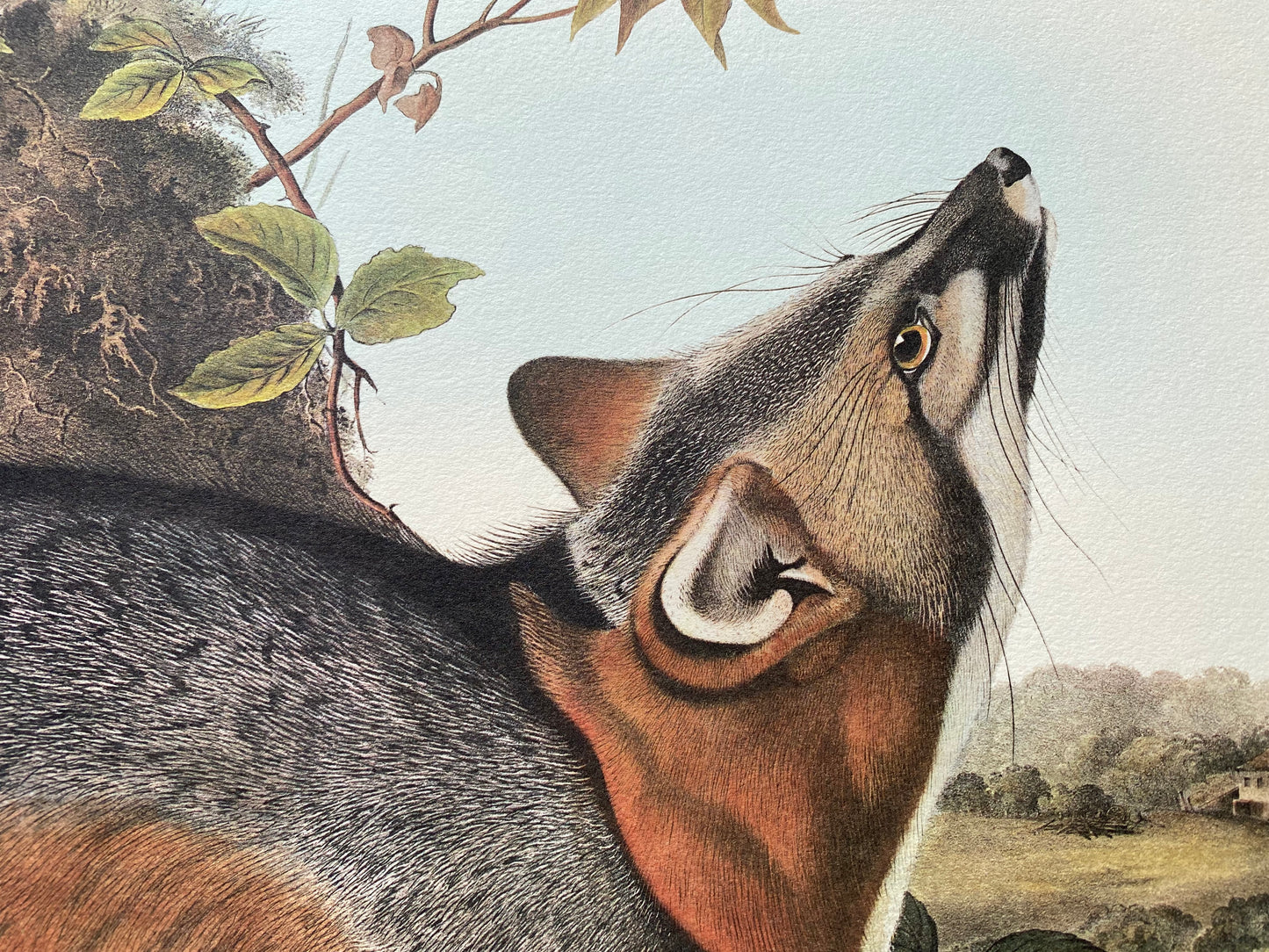 Audubon Imperial Grey Fox, princetonaudubonprints.com