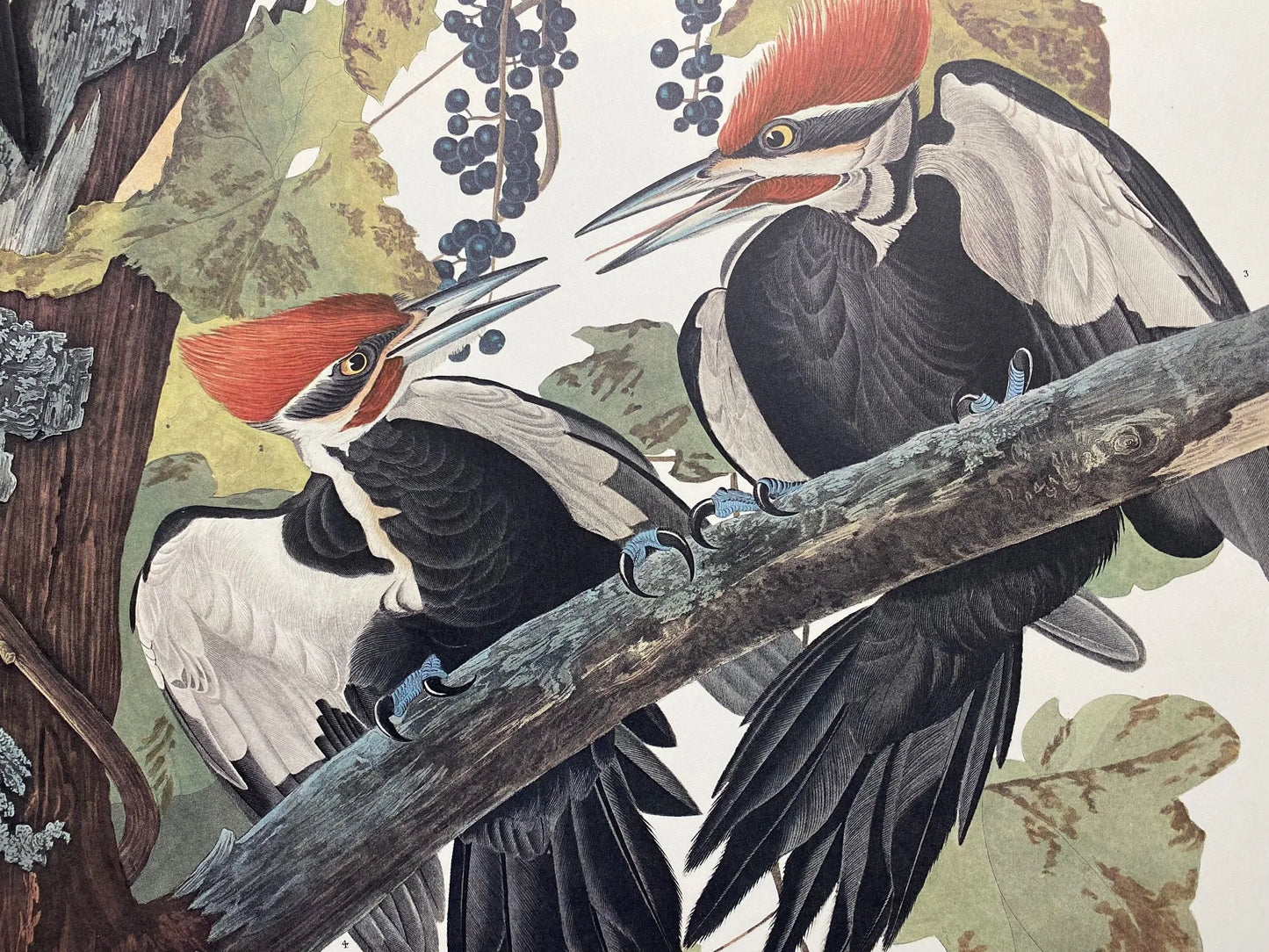 Audubon print of Pileated Woodpecker. Next to the rare ivory-billed, the pileated is the largest of all North American woodpeckers. This plate, a combination of pencil, ink, watercolor, and tempera, is based on a painting probably executed in 1829 at Mauch Chunk, Pennsylvania, and considered to be one of Audubon’s finest works.