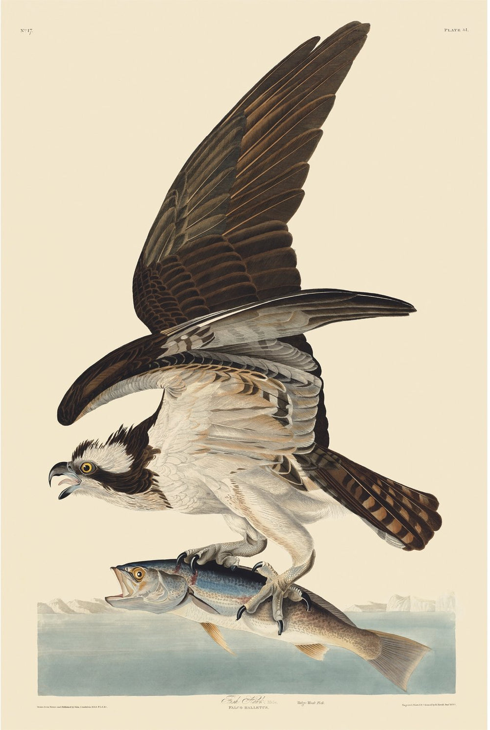 Osprey or Fish Hawk – Princeton Audubon Prints