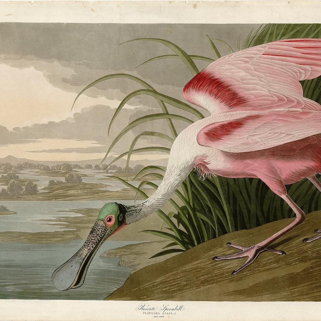 Collections – Princeton Audubon Prints