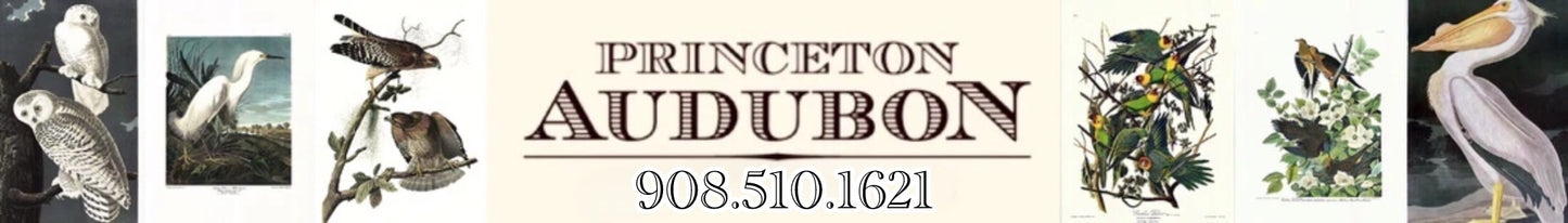 Princeton Audubon logo with bird illustrations and contact information. Audubon prints.
