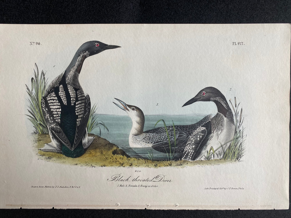 Audubon Octavo 1st Edition Black-throated Diver