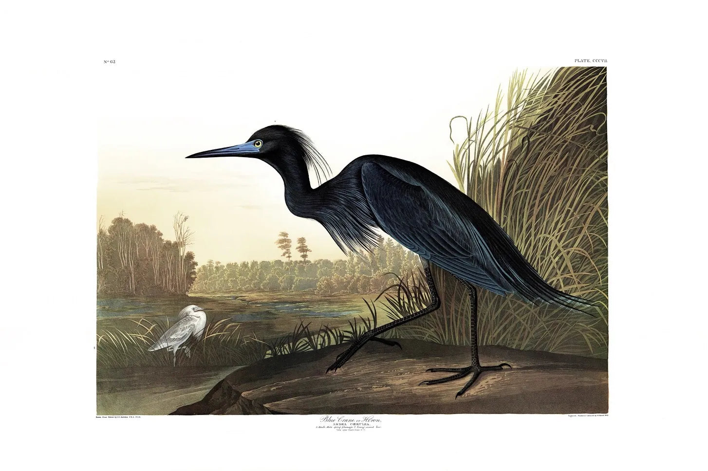 Princeton Audubon Print Blue Crane plate 307 Birds of America ...