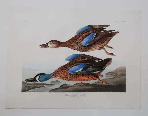 Original Audubon Havell Blue-winged Teal. plate 313. Make an offer on this original Havell.