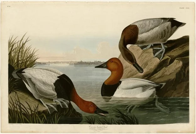 Canvas-backed Duck