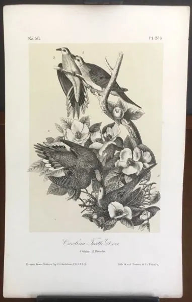 Audubon Octavo Carolina Turtle Dove (3), plate 286, uncolored test sheet, 7 x 11