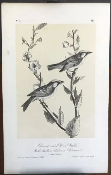 Audubon Octavo Chestnut-sided Wood Warbler, plate 81, uncolored test sheet, 7 x 11