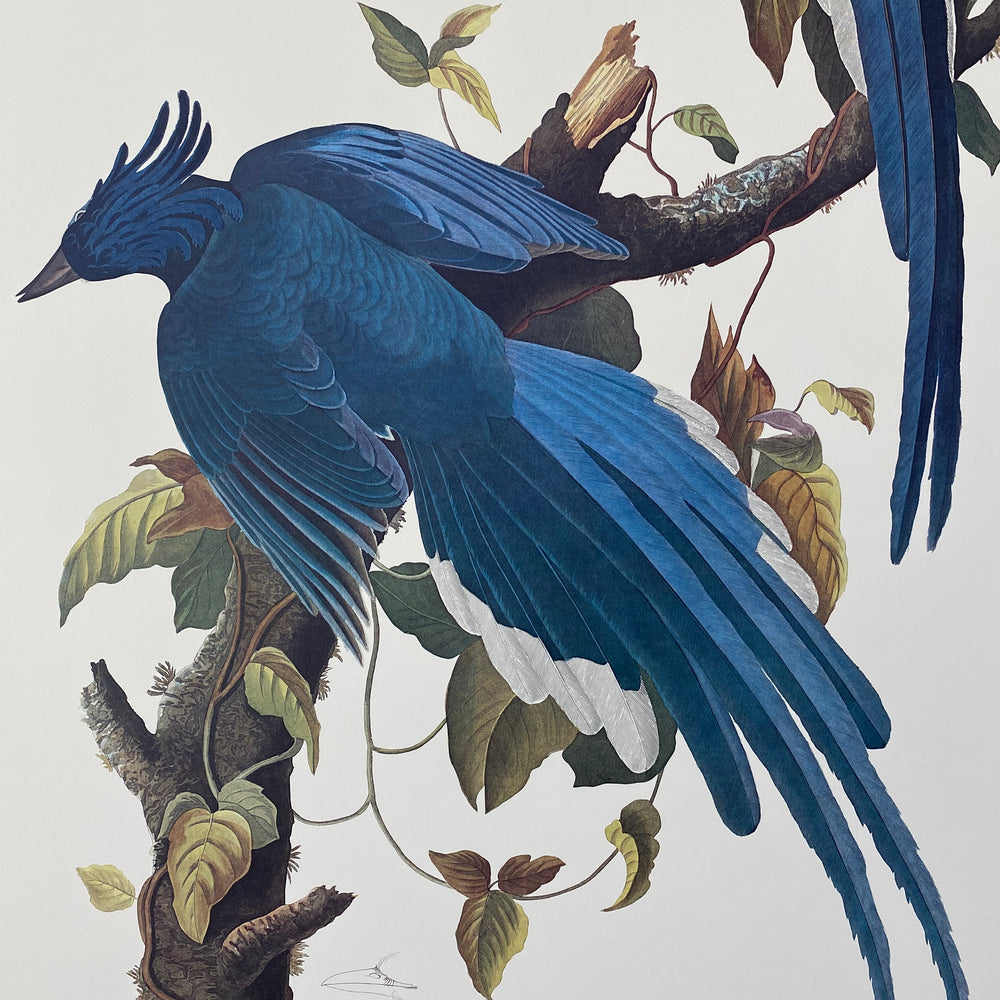 
                  
                    Colombian Jay
                  
                