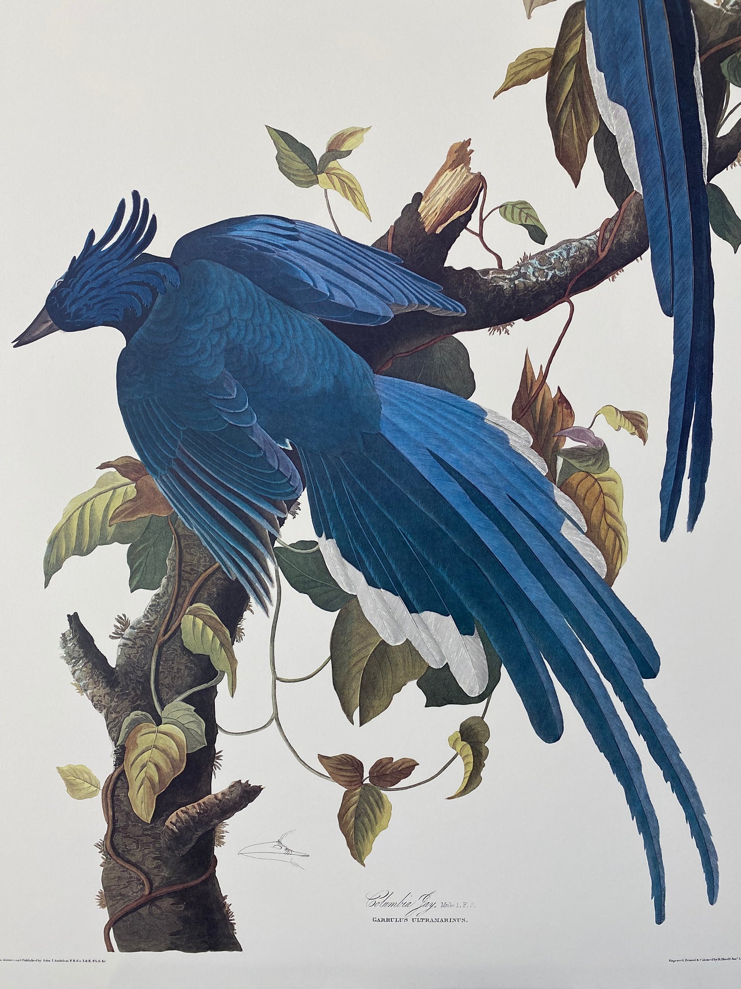 
                  
                    Colombian Jay
                  
                