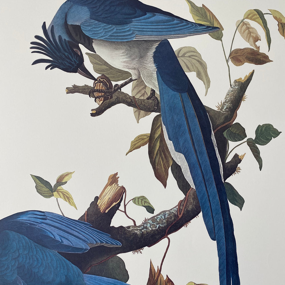 
                  
                    Colombian Jay
                  
                