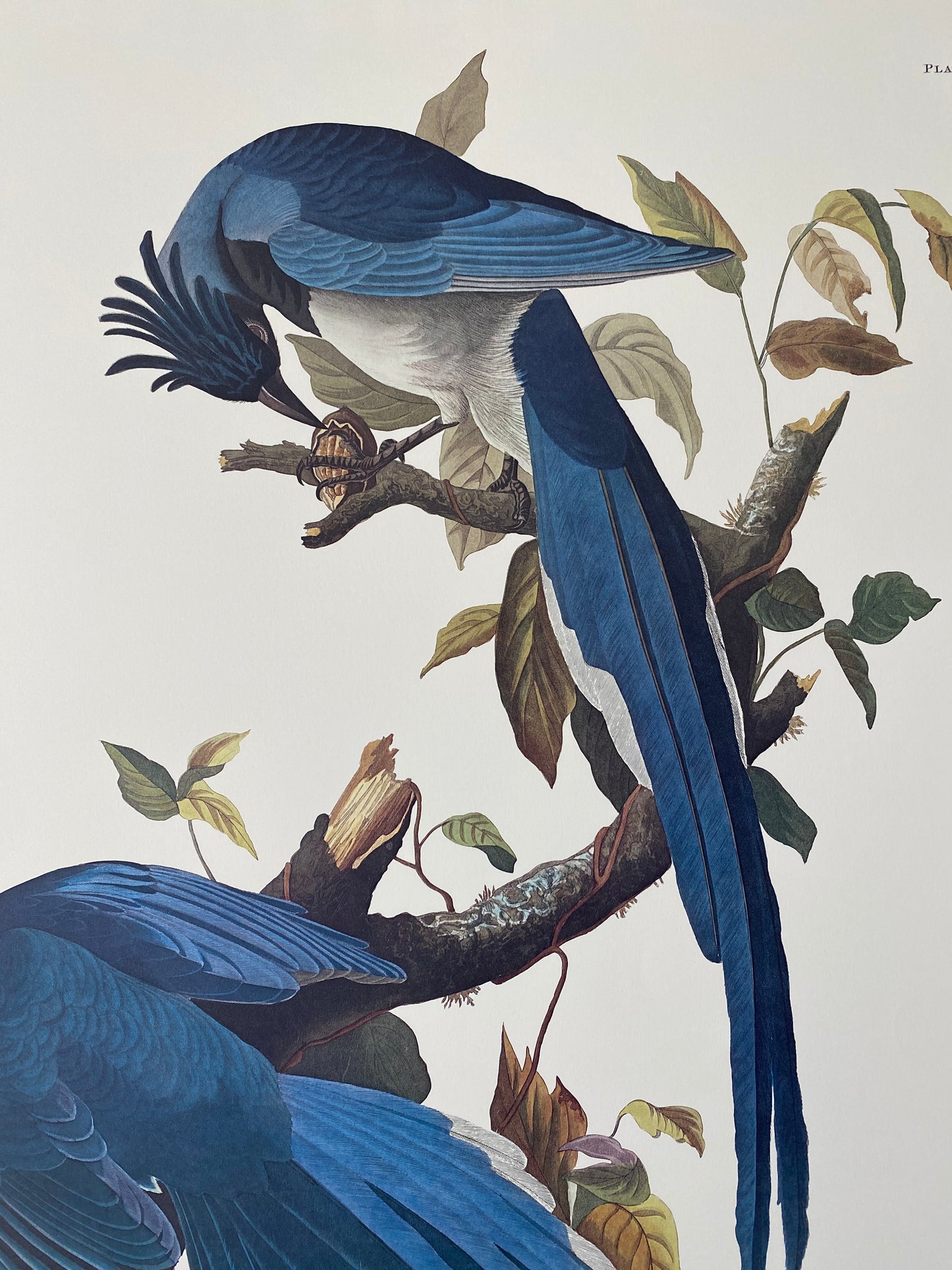 
                  
                    Colombian Jay
                  
                