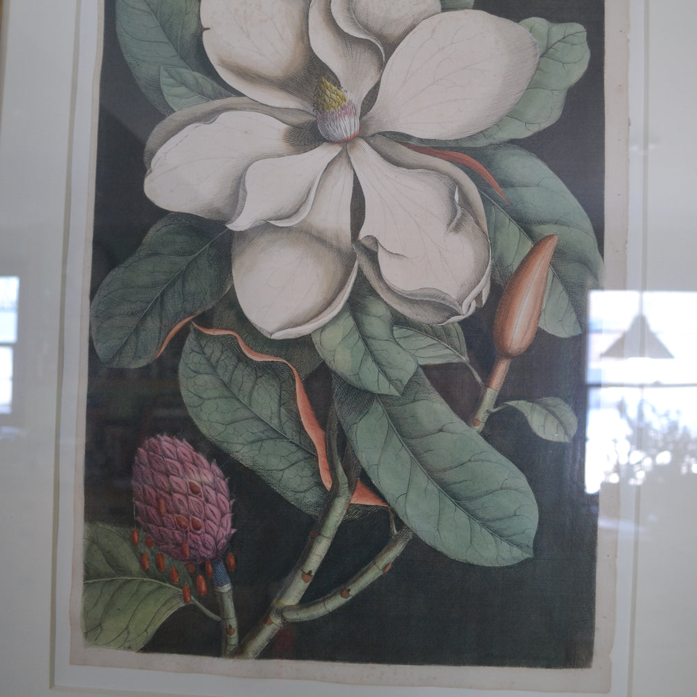 
                  
                    The Laurel Tree of Carolina - Catesby after Georg Ehret, The Natural History of Carolina, Florida, and the Bahama Islands. 1st Edition.
                  
                