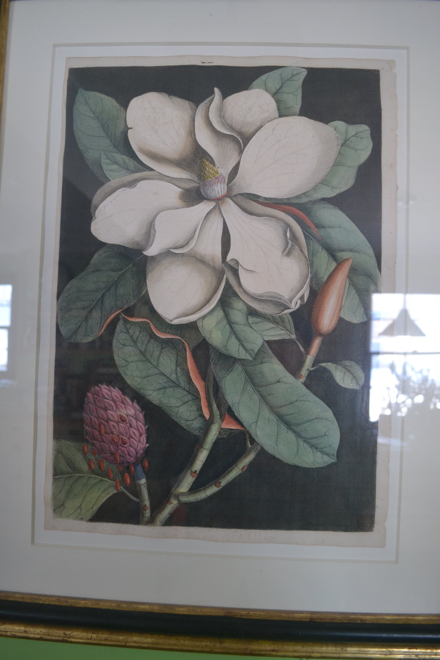 
                  
                    The Laurel Tree of Carolina - Catesby after Georg Ehret, The Natural History of Carolina, Florida, and the Bahama Islands. 1st Edition.
                  
                