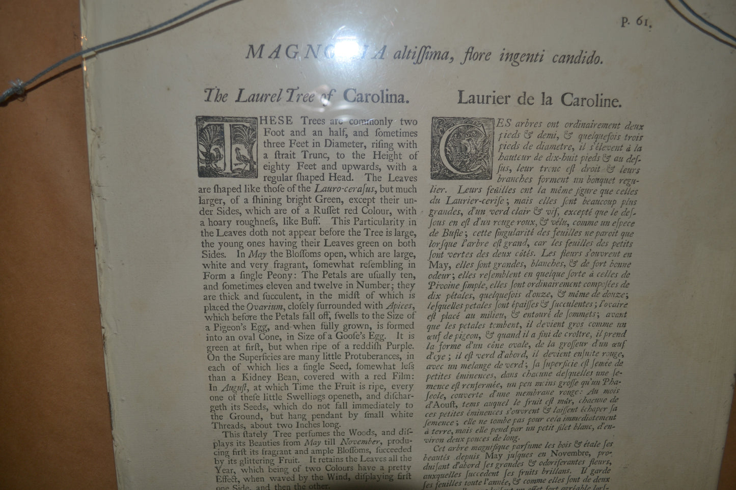 
                  
                    The Laurel Tree of Carolina - Catesby after Georg Ehret, The Natural History of Carolina, Florida, and the Bahama Islands. 1st Edition.
                  
                