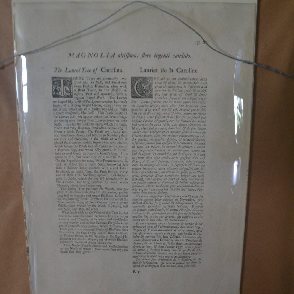 
                  
                    The Laurel Tree of Carolina - Catesby after Georg Ehret, The Natural History of Carolina, Florida, and the Bahama Islands. 1st Edition.
                  
                