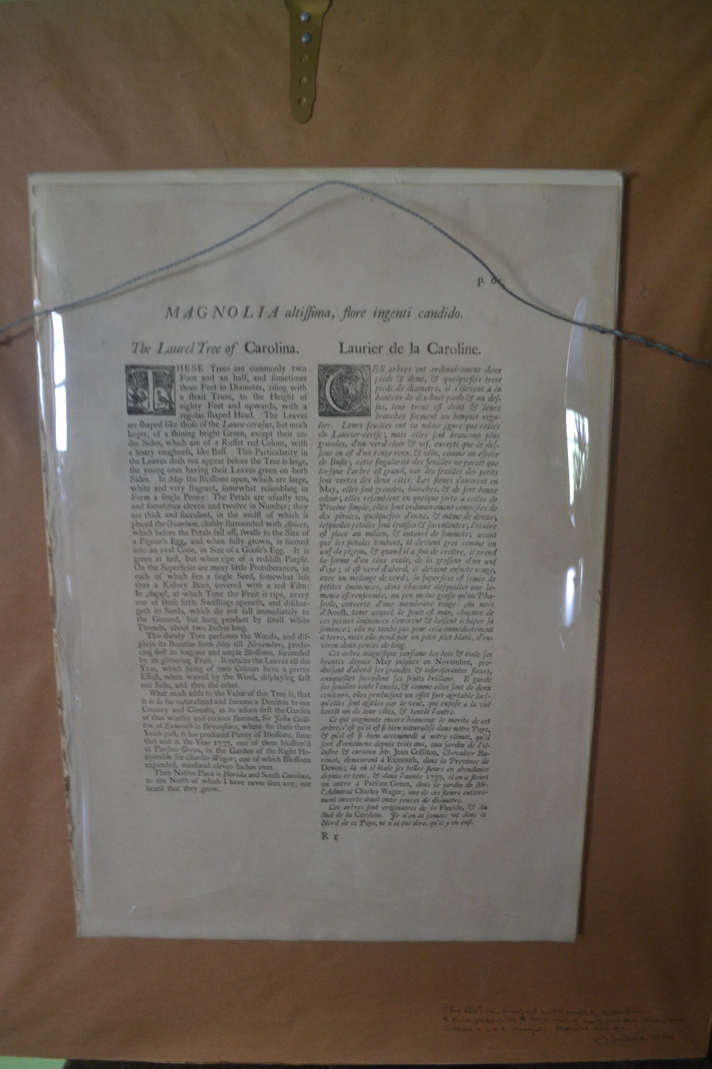 
                  
                    The Laurel Tree of Carolina - Catesby after Georg Ehret, The Natural History of Carolina, Florida, and the Bahama Islands. 1st Edition.
                  
                