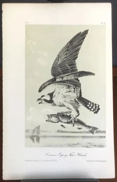 Audubon Octavo Osprey or Fish Hawk, plate 15, uncolored test sheet. 7 x 11