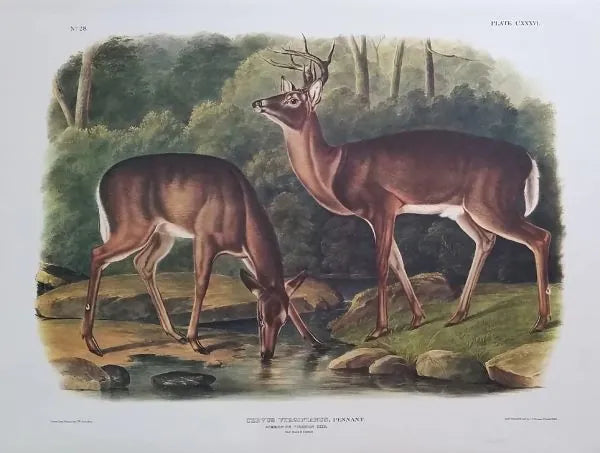 Common Deer – Princeton Audubon Prints