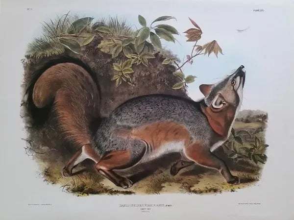 Princeton Imperial Grey Fox