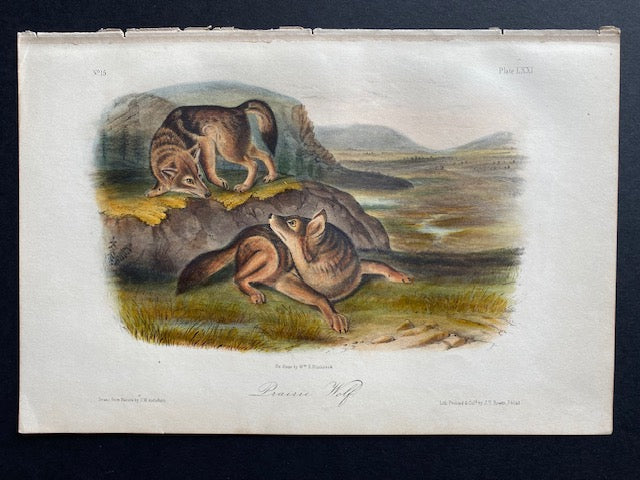 Audubon Original Octavo Mammal, Prairie Wolf plate 71