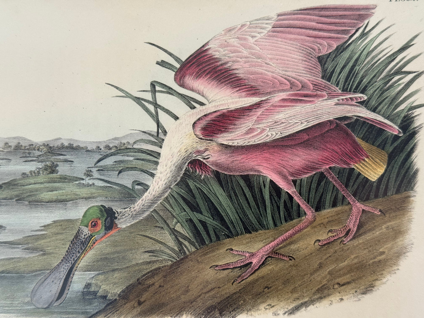 Absolutely beautiful original 1st edition octavo Audubon Roseate Spoonbill, pre matted in designer colors.