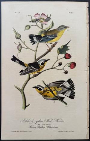 96 Audubon Octavo 1st Edition Black & Yellow Wood-Warbler