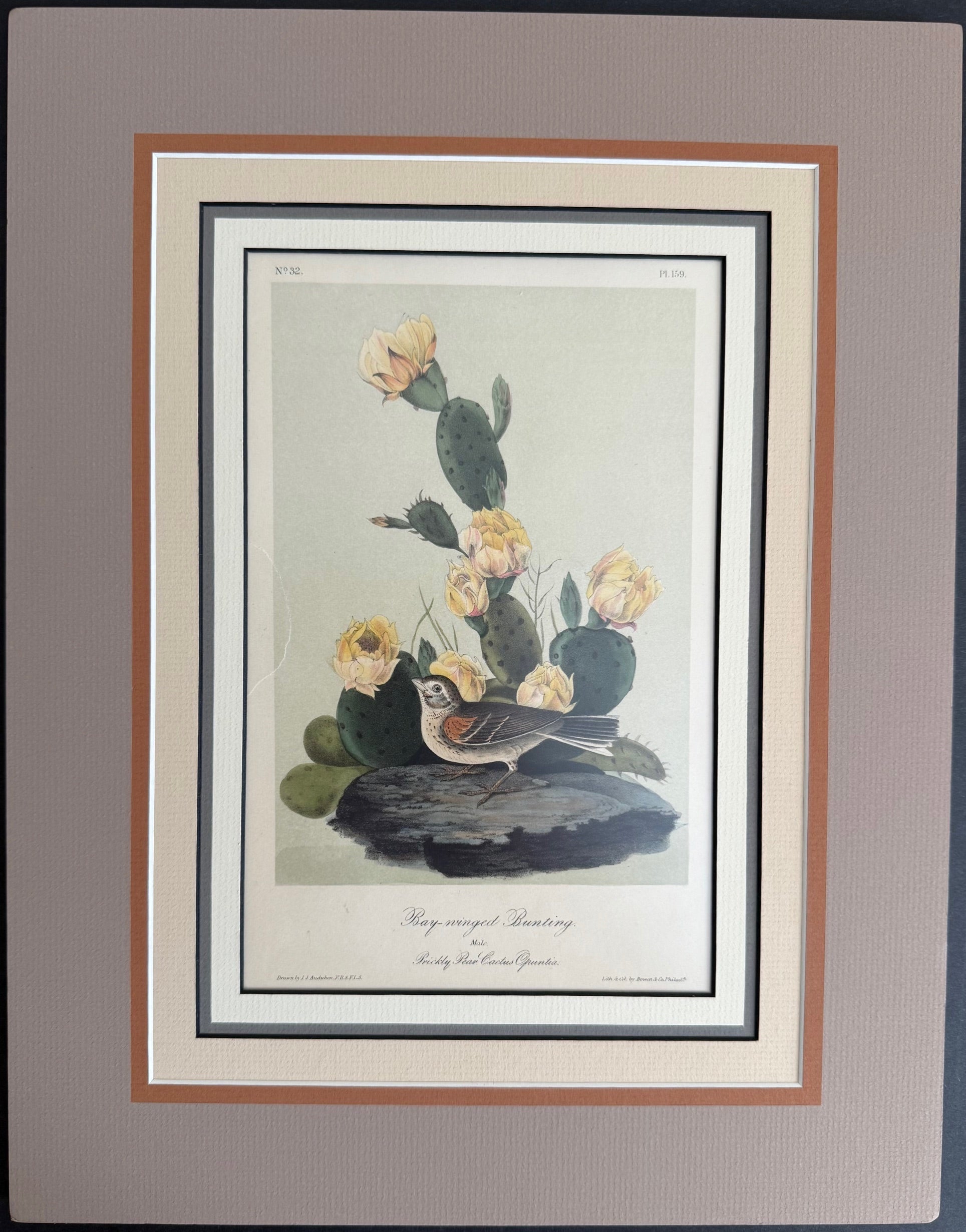 Gallery 3 - Original Octavo Birds – Signature Documents LLC