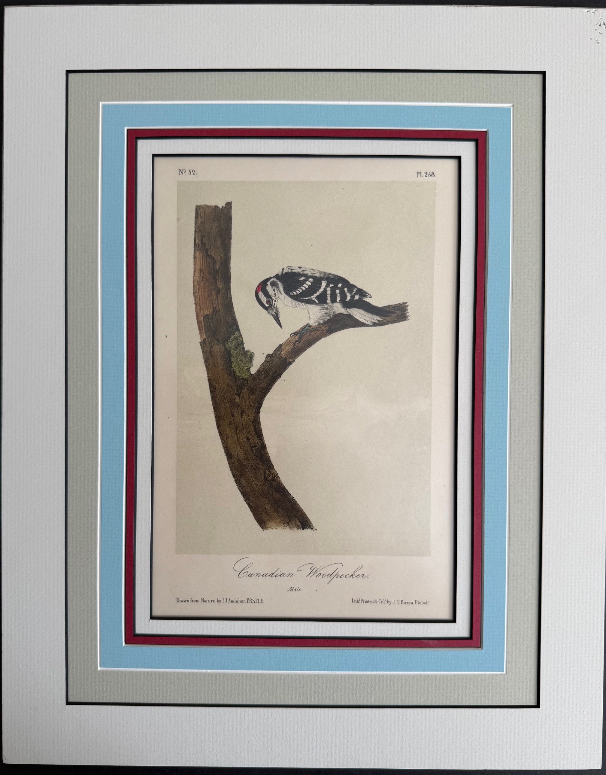 Gallery 3 - Original Octavo Birds – Princeton Audubon Prints