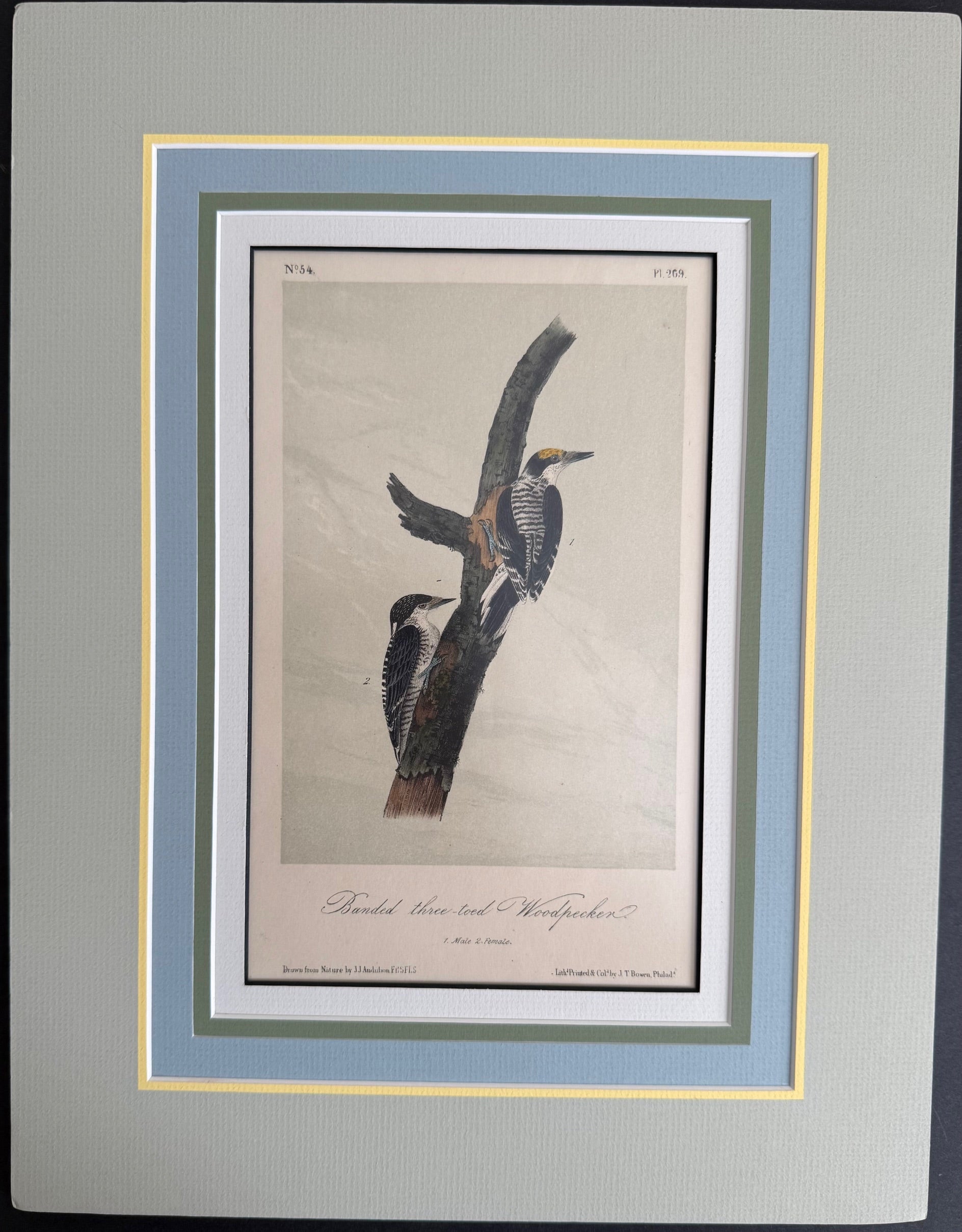Gallery 3 - Original Octavo Birds – Signature Documents LLC