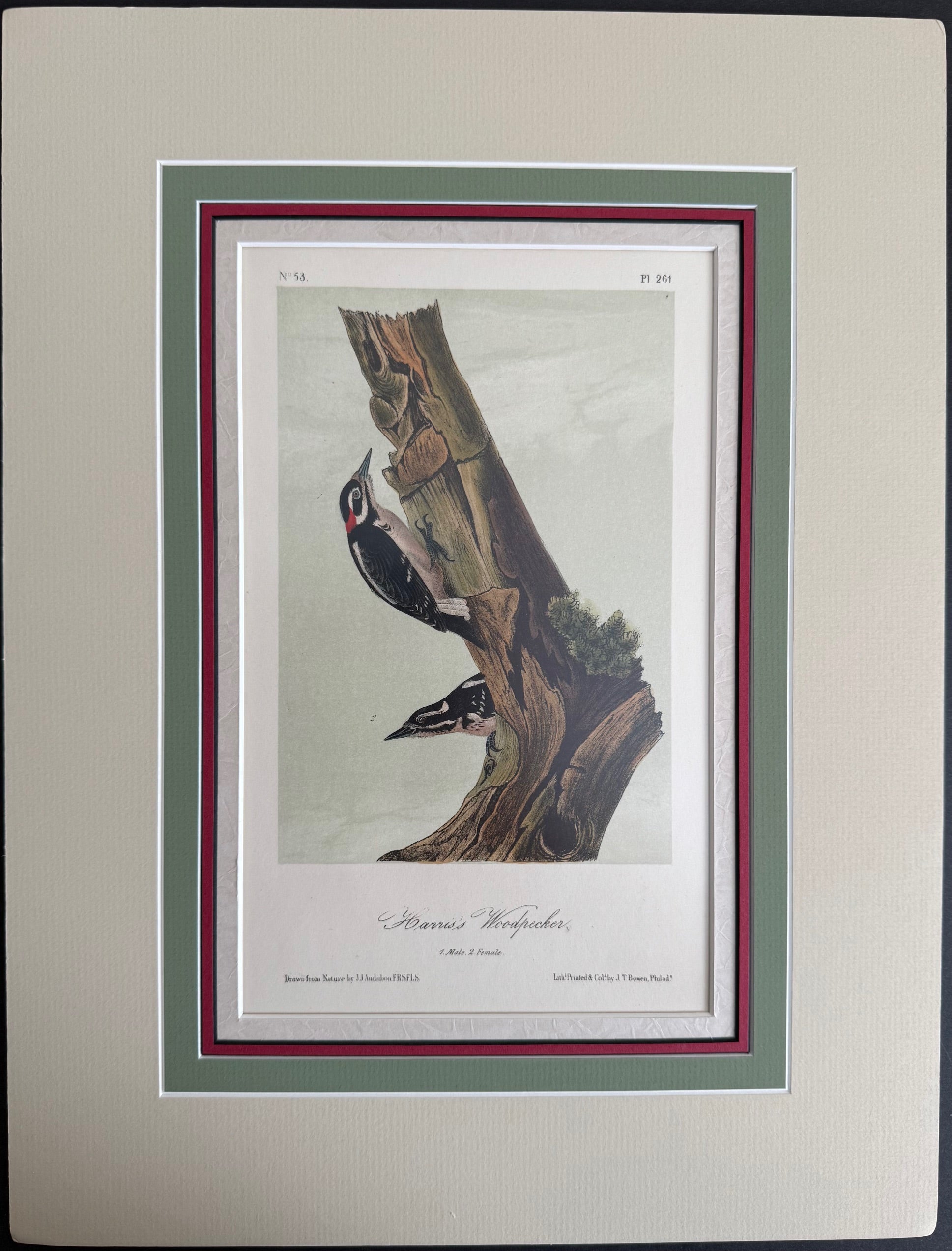 Gallery 3 - Original Octavo Birds – Princeton Audubon Prints