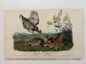 Original Audubon 1st Edition number 60, plate 296, Pinnated Grous