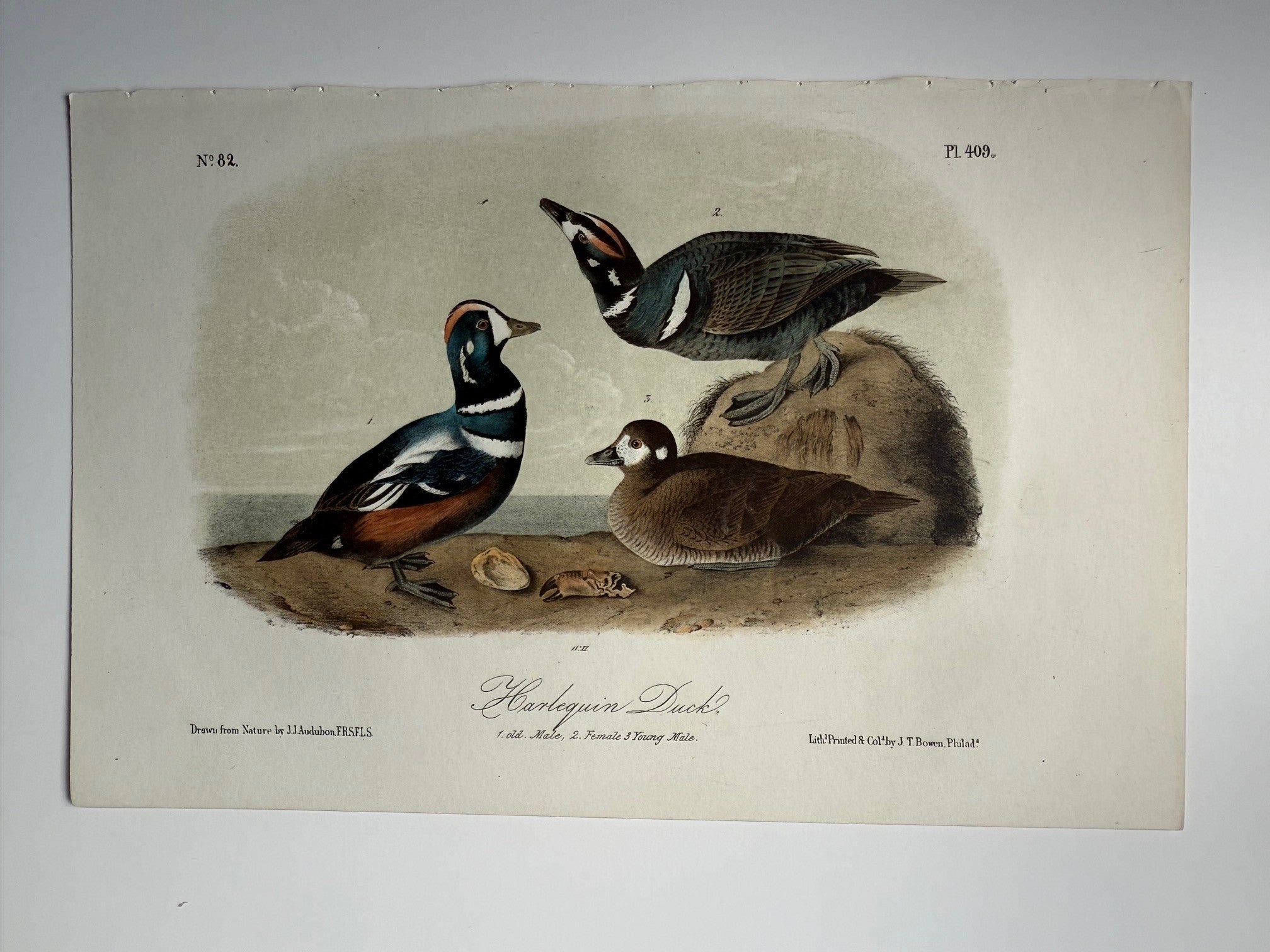 Original Audubon 2nd Edition octavo number 82, plate 409, Harlequin Du ...