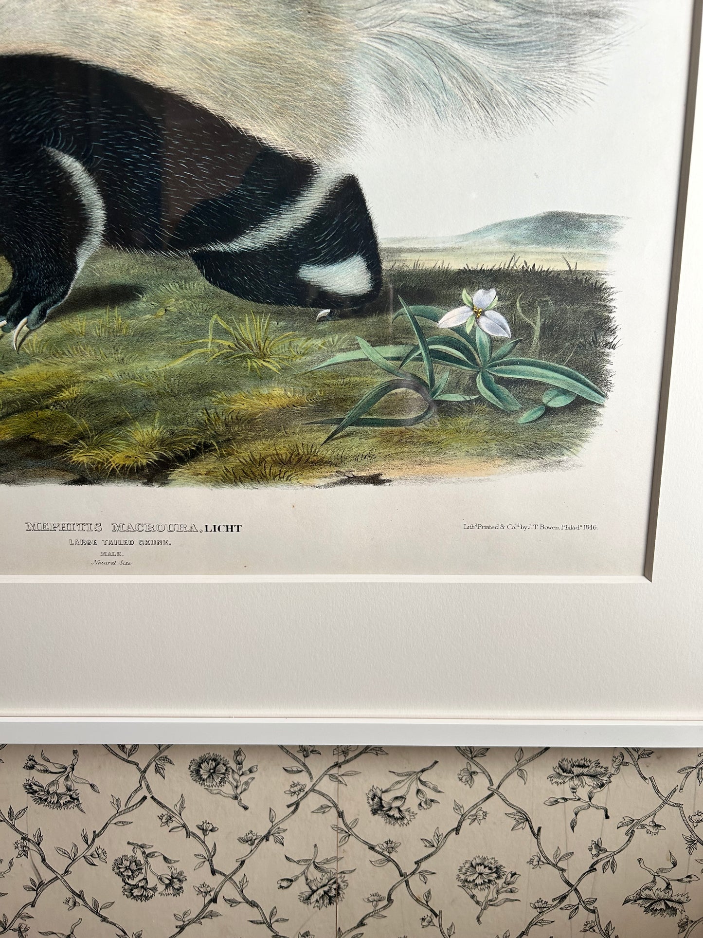 
                  
                    Original Imperial Large-tailed Skunk, plate 102, framed
                  
                