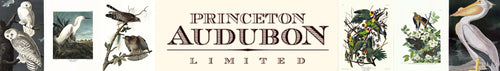 Audubon prints by Princeton Audubon Prints