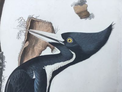 Audubon Havell Ivory-billed Woodpecker